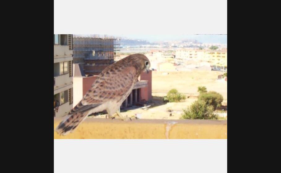 gheppio pronto al volo