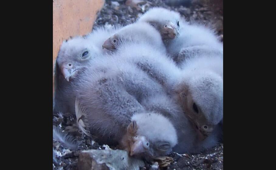 i piccoli gheppi crescono