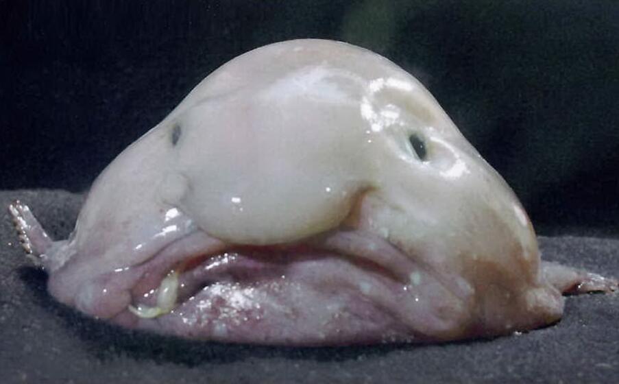 il blobfish