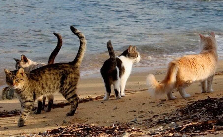 i gattini de su pallosu a san vero milis