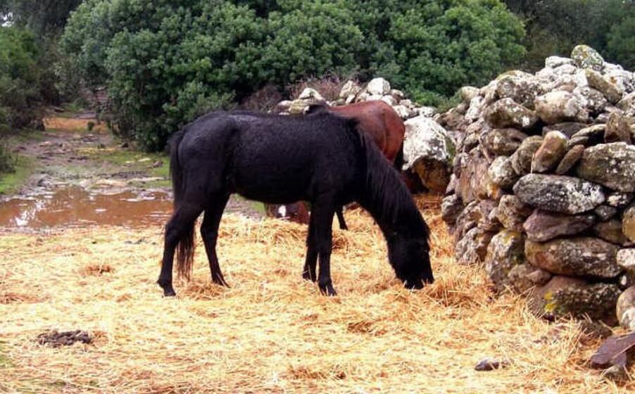 cavallini della giara