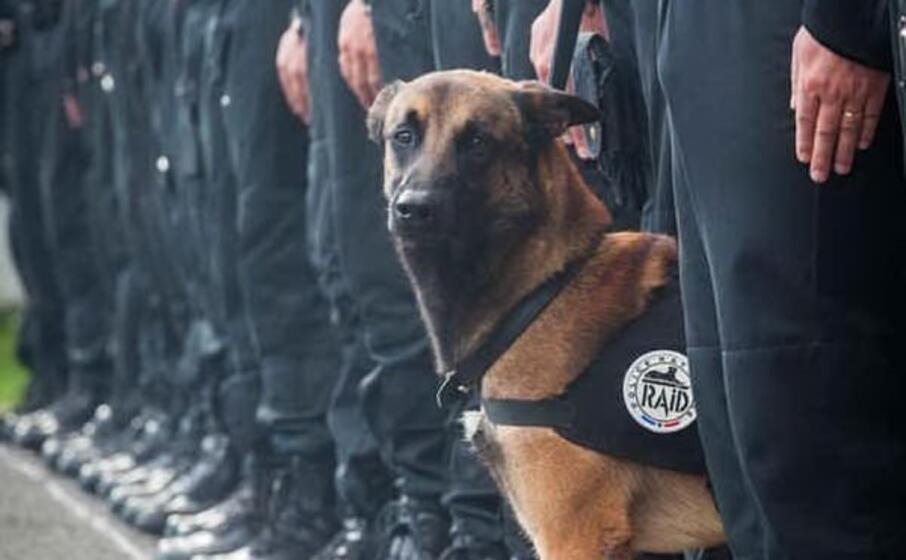 diesel il cane polziotto di sette anni ucciso nel raid