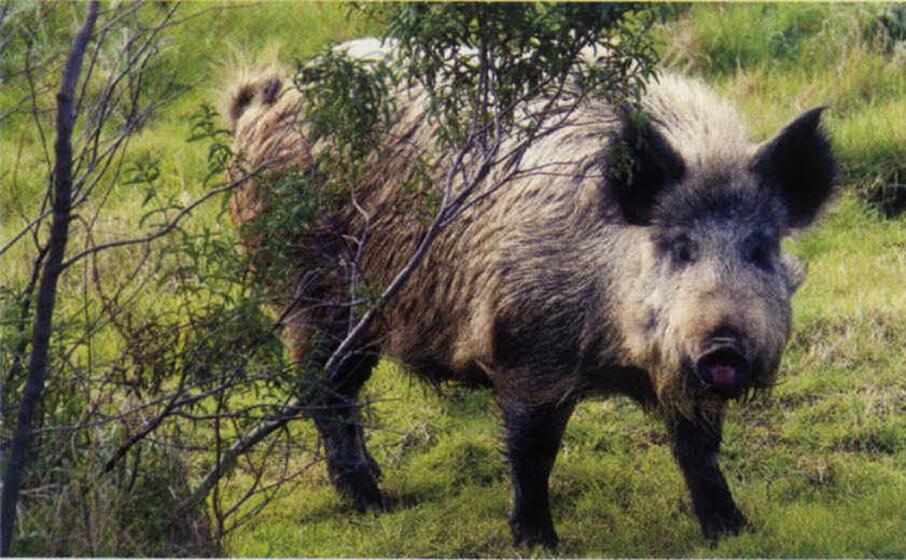 un cinghiale