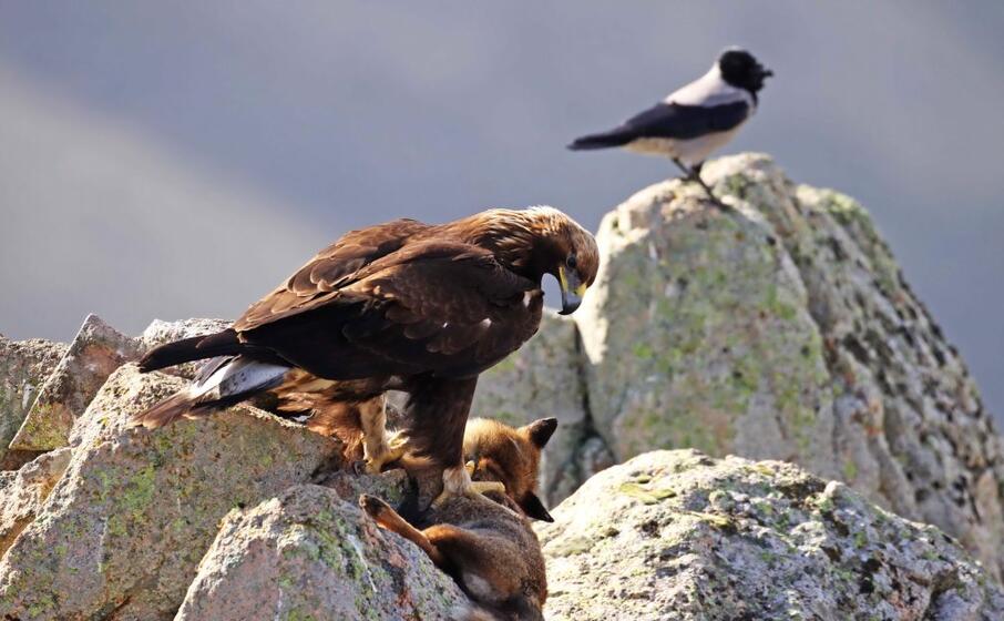 Gennargentu Le Aquile Reali E I Duelli Con Volpi Capre E Mufloni L Unione Sarda It