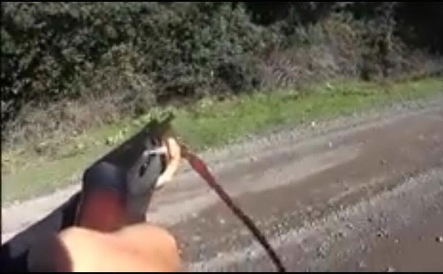sparano al cinghiale