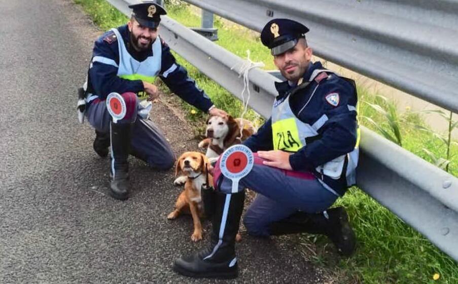 i cagnolini e la polstrada