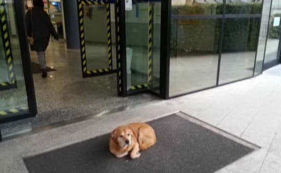 il cagnolino leo