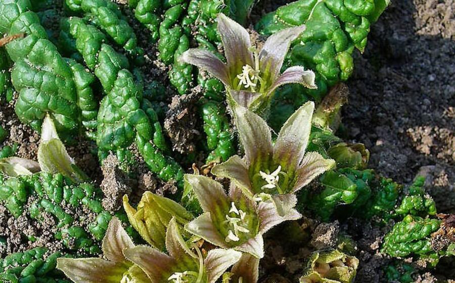 la mandragora