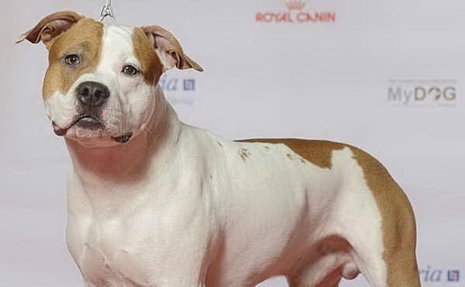 un amercian stafford terrier (wikipedia)