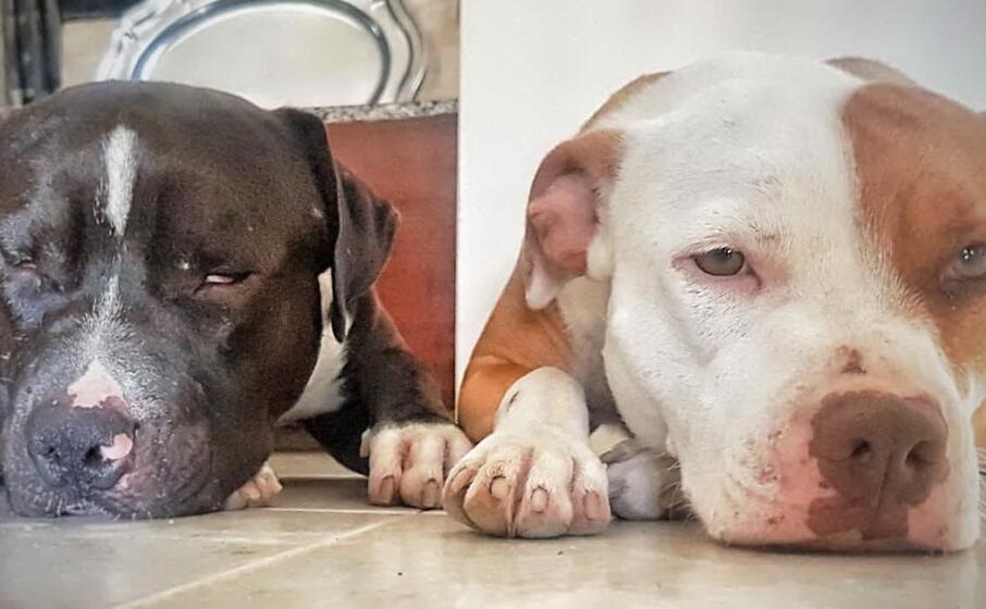 ivar e floky i due cani verranno molto probabilmente separati(foto l unione sarda)