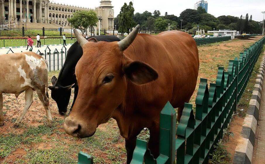 un toro (ansa)