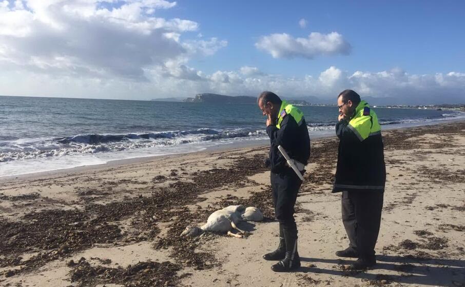 i vigili sul posto (foto giorgia daga)