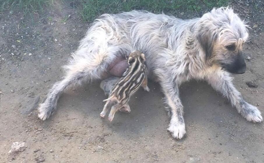 la cagnolina mentre allatta la cinghialetta (foto sonia gioia)