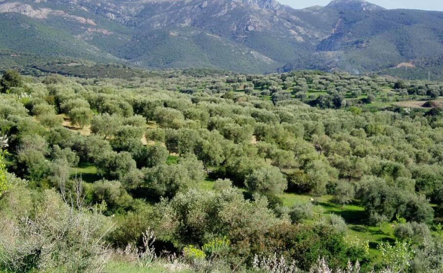 oliveti a dolianova (foto severino sirigu)