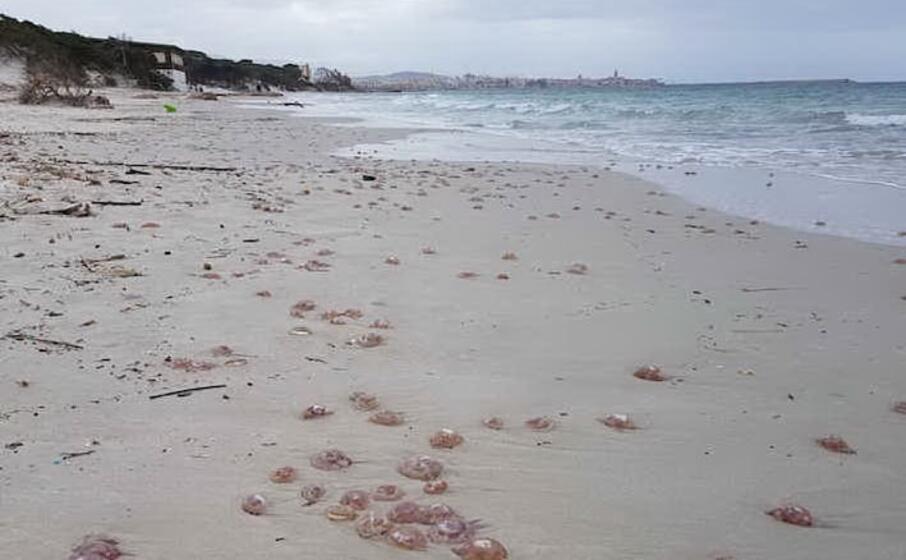 le meduse spiaggiate (foto caterina fiori)