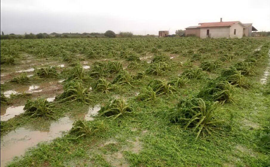 un campo di carciofi distrutto dal maltempo (foto coldiretti)