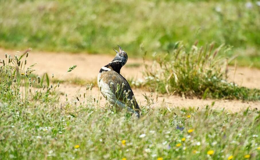 la gallina prataiola (foto andrea meloni)