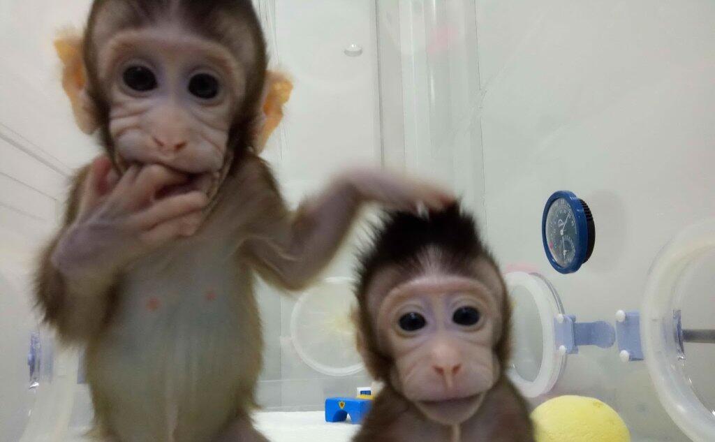 Scimmie Geneticamente Modificate E Clonate Lo Studio A Shanghai L Unione Sarda It