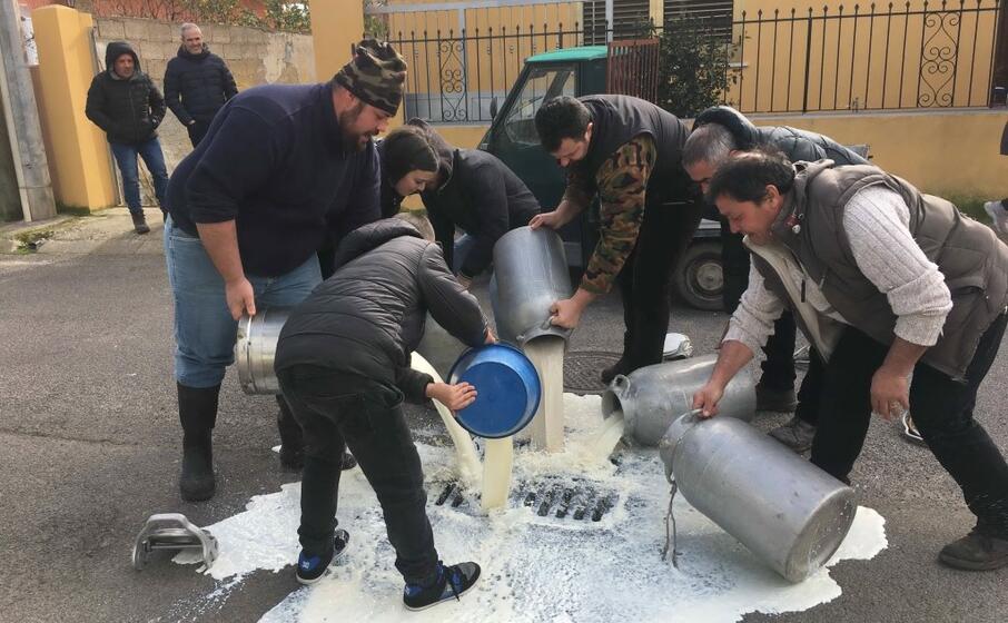 i pastori versano il latte a cabras (l unione sarda pinna)