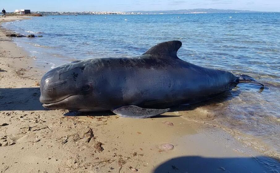 la cucciola di globicefalo trovata morta in spiaggia (foto andrea piras)