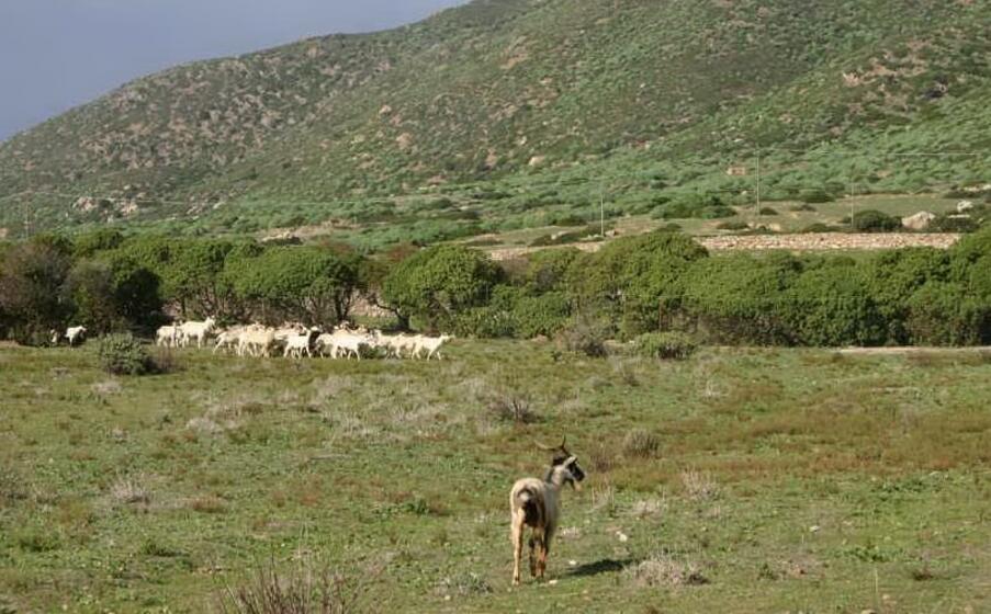 capre all asinara (foto l unione sarda pala)