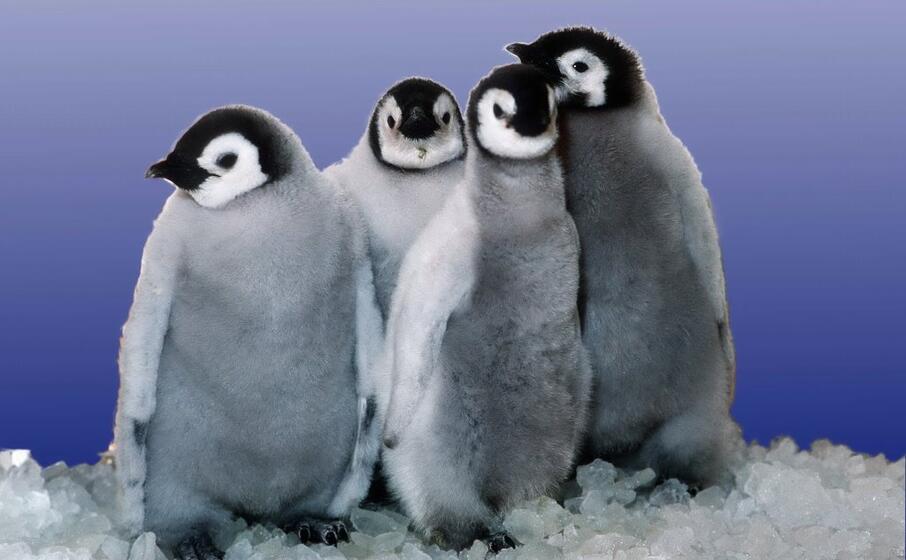 pulcini di pinguino imperatore (foto wikipedia)