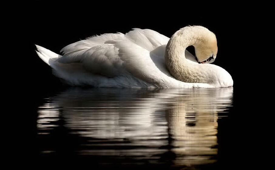un cigno (foto pixabay)