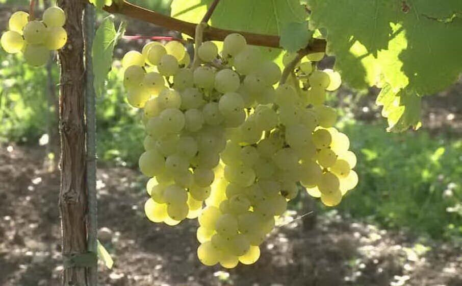 una vigna (archivio l unione sarda)