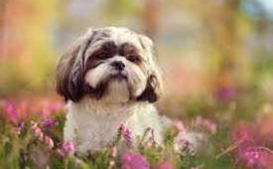 shih tzu (ansa)