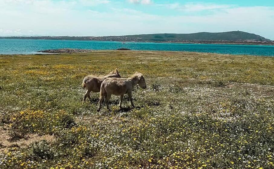 asinara (foto del lettore paolo masia)
