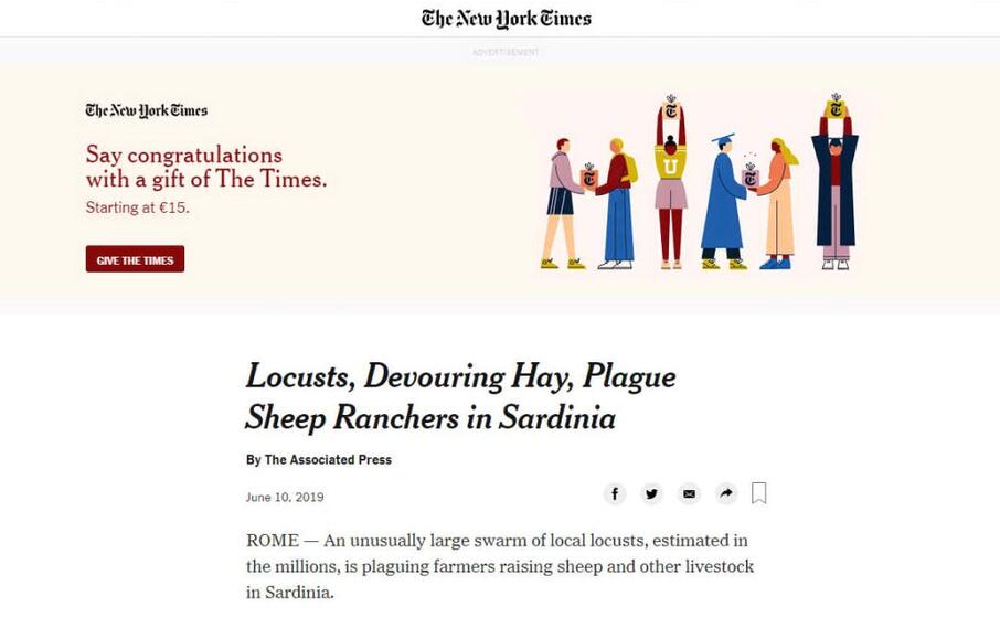 il new york times la piaga delle locuste che divorano i campi degli allevatori di pecore in sardegna