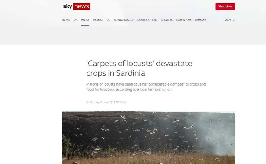 tappeti di cavallette devastano i campi in sardegna scrive sky news