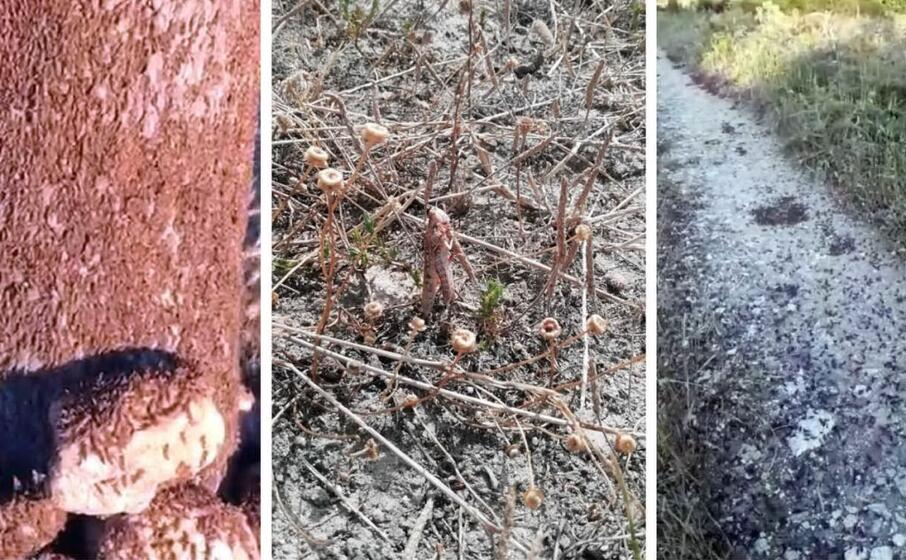 tre immagini dell invasione delle cavallette nel nuorese (foto coldiretti)