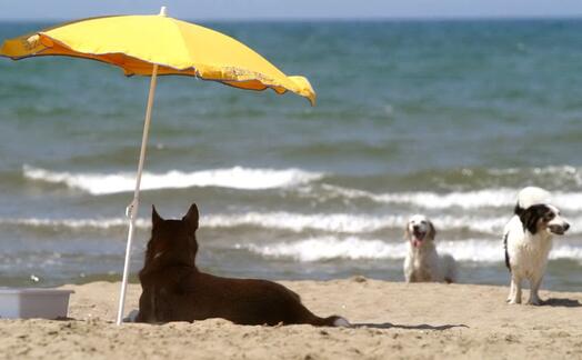 cani in spiaggia (ansa)