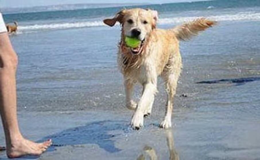 un cane al mare (foto l unione sarda pinna)