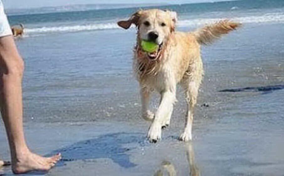 Cani In Spiaggia Io Dico No Lunione Sardait