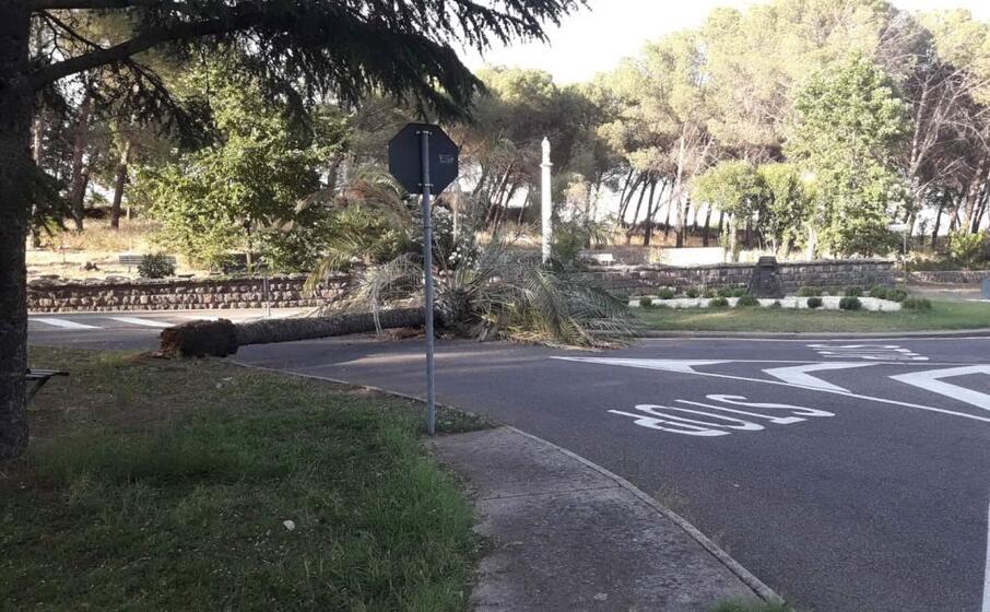 la palma caduta (foto l unione sarda orbana)