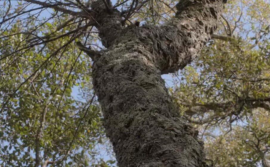 un quercia da sughero (archivio l unione sarda)