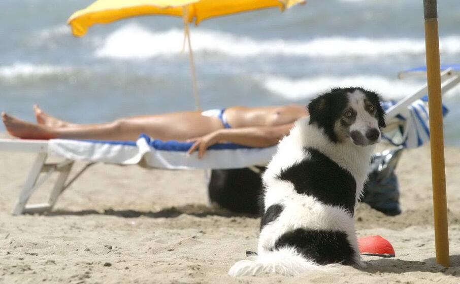 un cane in spiaggia (archivio l unione sarda)