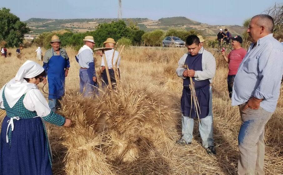 la festa della mietitura a turri (foto l unione sarda pintori)