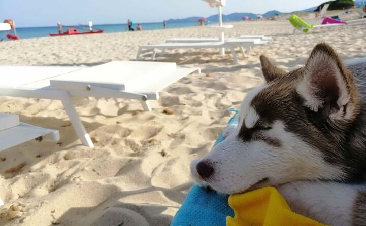 argo stanco dopo aver giocato tutto il giorno a costa rey da luca