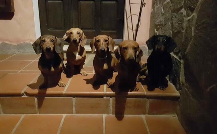 bassotti a sant anna arresi