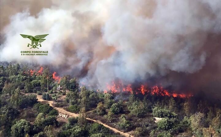 distrutti ettari di macchia mediterranea e bosco (ansa)