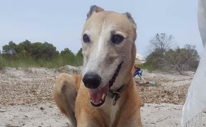 holly da elmas al mare a carloforte di francesca ilieschi