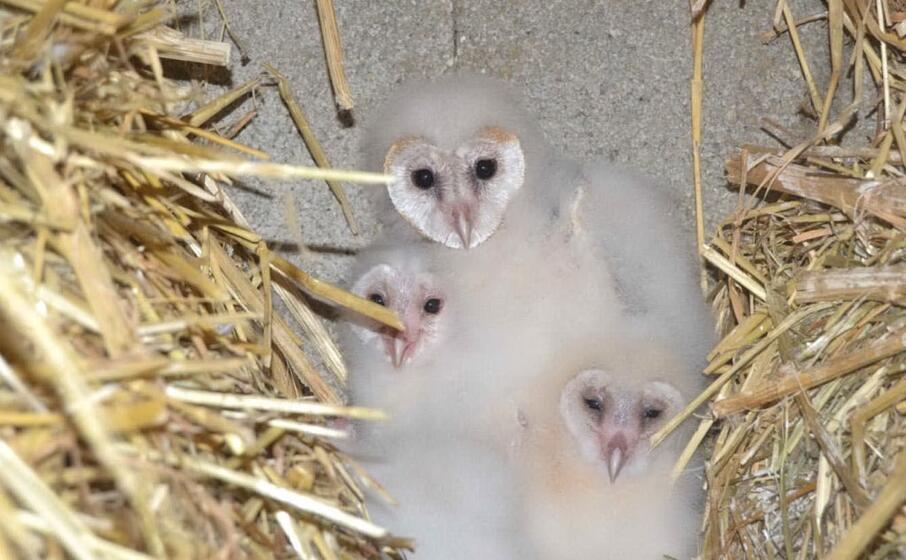 i piccoli barbagianni (foto l unione sarda pintori)