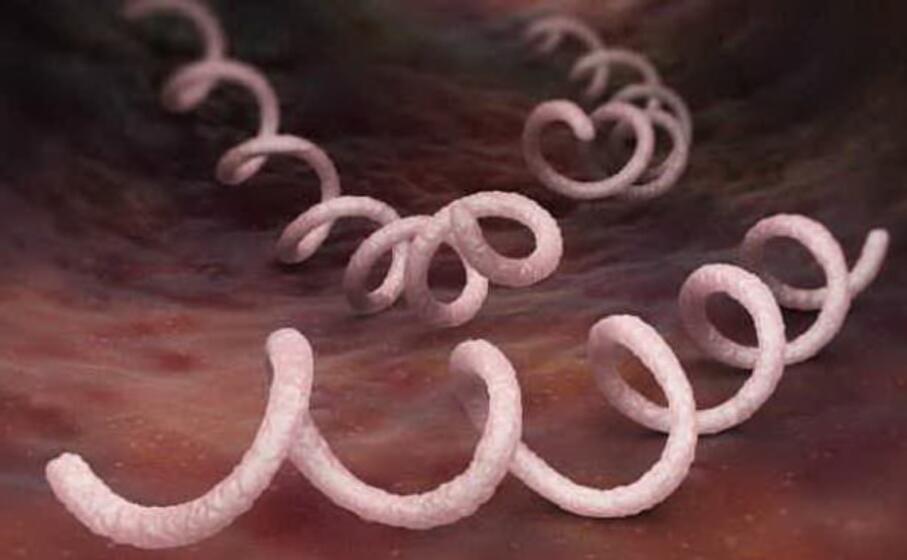 il batterio della sifilide al microscopio (foto da microbiologiaitalia)