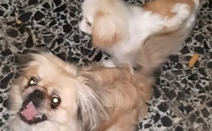 lillo e sissi pechinesi simpatici da marilisa saderi samugheo