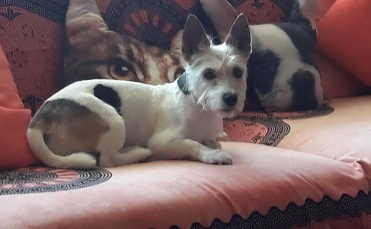 mimi e maya di roberto etzi iglesias