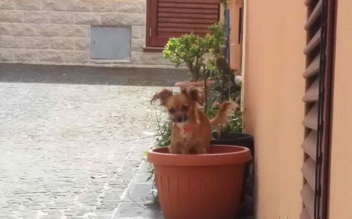 min in versione pianta ossi