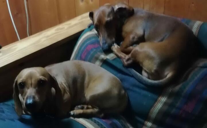 pepito e grace nella foto inviata da sergio sassari